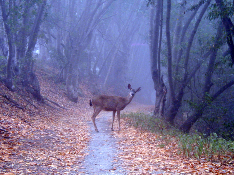 Doe standing on a misty path under oak trees
